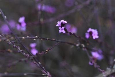 【秋のナチュラルガーデン】宿根草［8選］でおしゃれで植えっぱなしの庭づくり（サムネイル画像4）