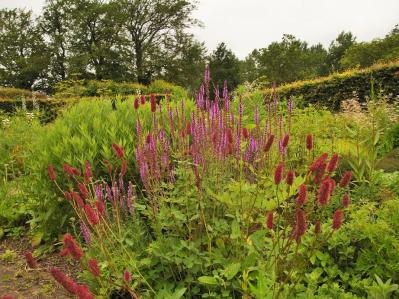 【秋のナチュラルガーデン】宿根草［8選］でおしゃれで植えっぱなしの庭づくり（サムネイル画像3）