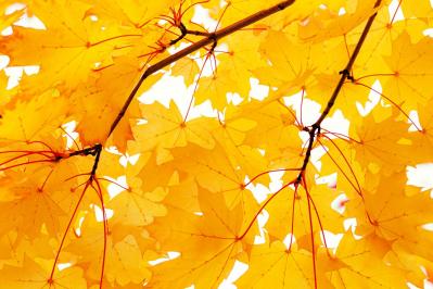 【秋の童話】テソク（ウォンビン）の献身が胸を打つ！思わず絶句の衝撃的なラストが待つ 13〜18話【韓国ドラマ】