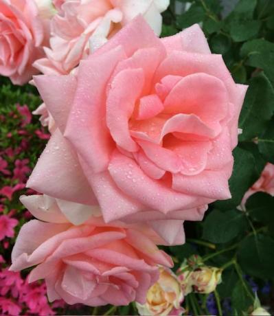 初めてのバラ選び！バラの3大花形「剣弁高芯・カップ・ロゼット」ってどんな花形？（サムネイル画像3）