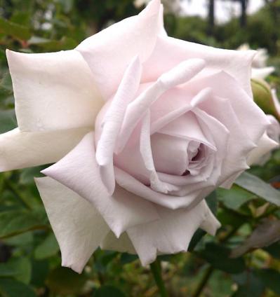 初めてのバラ選び！バラの3大花形「剣弁高芯・カップ・ロゼット」ってどんな花形？（サムネイル画像2）