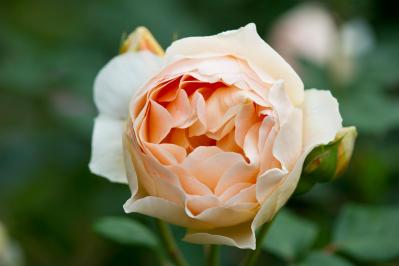 初めてのバラ選び！バラの3大花形「剣弁高芯・カップ・ロゼット」ってどんな花形？（サムネイル画像4）