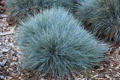 鉢植えや狭い場所でも育てやすい【グラス】8選［初心者向け］（サムネイル画像3）