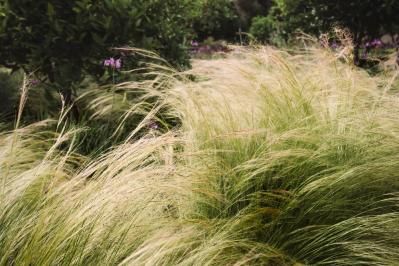 鉢植えや狭い場所でも育てやすい【グラス】8選［初心者向け］（サムネイル画像6）