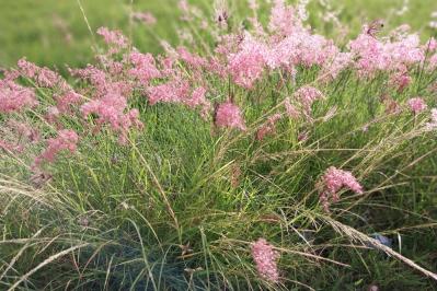 鉢植えや狭い場所でも育てやすい【グラス】8選［初心者向け］（サムネイル画像4）