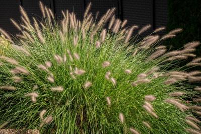 鉢植えや狭い場所でも育てやすい【グラス】8選［初心者向け］（サムネイル画像10）