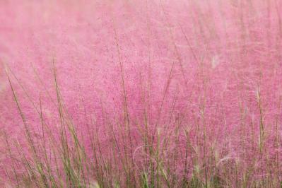 鉢植えや狭い場所でも育てやすい【グラス】8選［初心者向け］（サムネイル画像11）