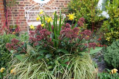 鉢植えや狭い場所でも育てやすい【グラス】8選［初心者向け］（サムネイル画像9）