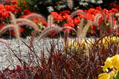 鉢植えや狭い場所でも育てやすい【グラス】8選［初心者向け］（サムネイル画像7）