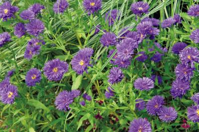 10月11日の花とは？【366日の誕生花と幸せの花言葉】