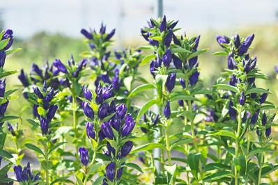 10月13日の花とは？【366日の誕生花と幸せの花言葉】