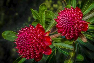 10月21日の花とは？【366日の誕生花と幸せの花言葉】