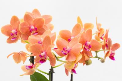 10月17日の花とは？【366日の誕生花と幸せの花言葉】