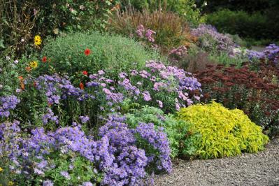 寂しくなりがちな秋の庭に！小花いっぱいに咲く「宿根アスター」（多年草）（サムネイル画像3）