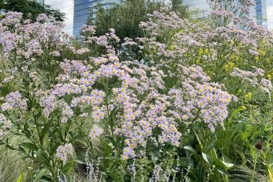 寂しくなりがちな秋の庭に！小花いっぱいに咲く「宿根アスター」（多年草）（サムネイル画像4）