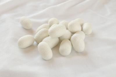 この「美しい繭玉」からとれる絹糸は何メートル？貴重な国内生産のシルク製品も紹介（サムネイル画像2）