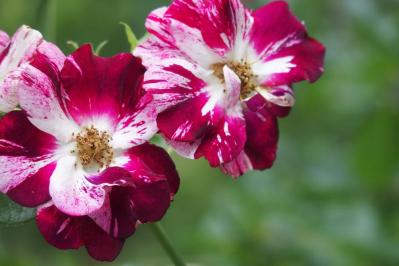 意外と知らない！ガーデニング向け小輪ポンポン咲き＆一重咲きバラの選び方と楽しみ方（サムネイル画像6）