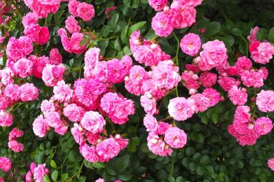 【ガーデニング】「これもバラ？」ポンポン咲き、一重咲きなど　美しく多彩なバラの花形