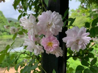 意外と知らない！ガーデニング向け小輪ポンポン咲き＆一重咲きバラの選び方と楽しみ方（サムネイル画像2）