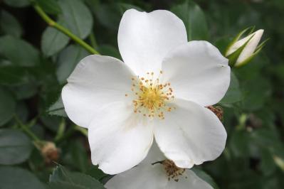 意外と知らない！ガーデニング向け小輪ポンポン咲き＆一重咲きバラの選び方と楽しみ方（サムネイル画像4）