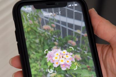 覚えておきたい【スマホの便利機能】道端に咲く花の名前がわからないときはコレ！ | ゆうゆうtime