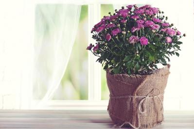 秋のガーデニングで華やかに！丈夫で育てやすいキク（マム）の鉢植えアイデア６選（サムネイル画像12）