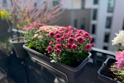 秋のガーデニングで華やかに！丈夫で育てやすいキク（マム）の鉢植えアイデア６選（サムネイル画像6）