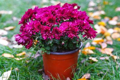 秋のガーデニングで華やかに！丈夫で育てやすいキク（マム）の鉢植えアイデア６選（サムネイル画像2）