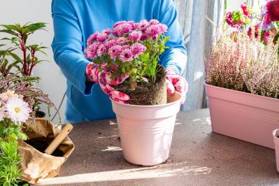 秋のガーデニングで華やかに！丈夫で育てやすいキク（マム）の鉢植えアイデア６選（サムネイル画像3）