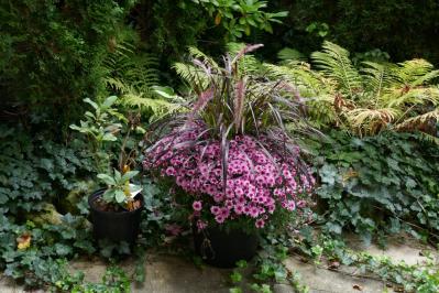 秋のガーデニングで華やかに！丈夫で育てやすいキク（マム）の鉢植えアイデア６選（サムネイル画像15）