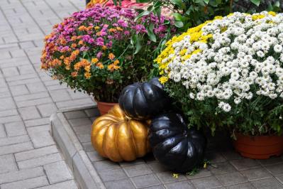 秋のガーデニングで華やかに！丈夫で育てやすいキク（マム）の鉢植えアイデア６選（サムネイル画像9）