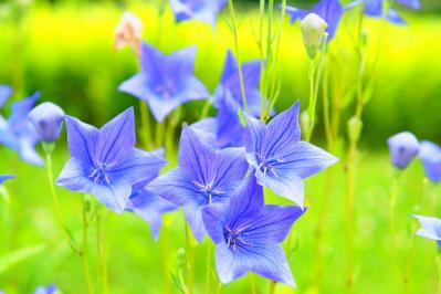 10月31日の花とは？【366日の誕生花と幸せの花言葉】