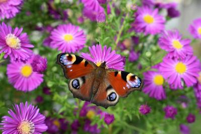 秋冬のガーデニング！庭やベランダで育てやすい蝶を呼ぶ花［8選］（サムネイル画像7）