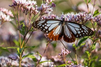 秋冬のガーデニング！庭やベランダで育てやすい蝶を呼ぶ花［8選］（サムネイル画像5）