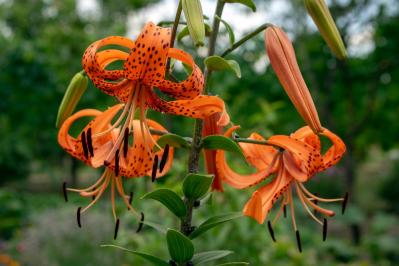 秋冬のガーデニング！庭やベランダで育てやすい蝶を呼ぶ花［8選］（サムネイル画像2）