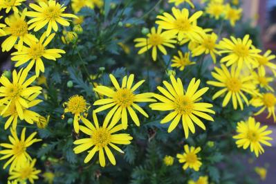 秋冬のガーデニング！庭やベランダで育てやすい蝶を呼ぶ花［8選］（サムネイル画像9）