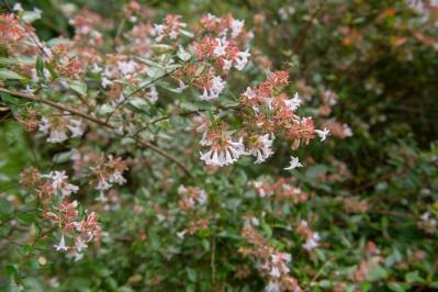 秋冬のガーデニング！庭やベランダで育てやすい蝶を呼ぶ花［8選］（サムネイル画像10）