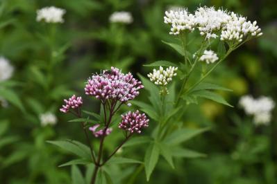 秋冬のガーデニング！庭やベランダで育てやすい蝶を呼ぶ花［8選］（サムネイル画像6）