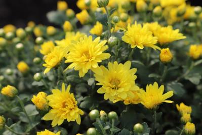 11月1日の花とは？【366日の誕生花と幸せの花言葉】