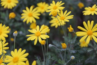 11月2日の花とは？【366日の誕生花と幸せの花言葉】