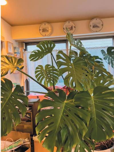 【キャシー中島さん】40代で田舎の一軒家から東京に住み替えた、その深刻なワケとは？［前編］（サムネイル画像4）