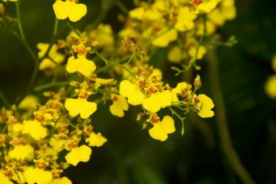 1月の誕生花と花言葉一覧【366日の誕生花と幸せの花言葉】（サムネイル画像33）