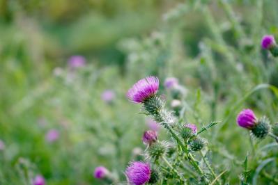 1月の誕生花と花言葉一覧【366日の誕生花と幸せの花言葉】（サムネイル画像2）