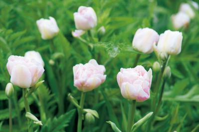 1月の誕生花と花言葉一覧【366日の誕生花と幸せの花言葉】（サムネイル画像27）