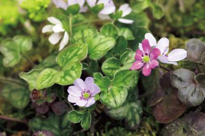 1月の誕生花と花言葉一覧【366日の誕生花と幸せの花言葉】（サムネイル画像20）