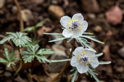 1月の誕生花と花言葉一覧【366日の誕生花と幸せの花言葉】（サムネイル画像25）
