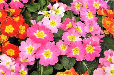 1月の誕生花と花言葉一覧【366日の誕生花と幸せの花言葉】（サムネイル画像3）