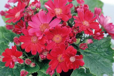 1月の誕生花と花言葉一覧【366日の誕生花と幸せの花言葉】（サムネイル画像6）