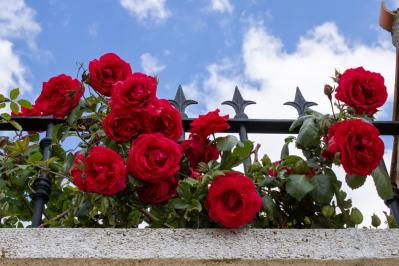 【ガーデニング】初めてのバラ栽培　苗はどこで買う？—初心者のバラ育てQ＆A（サムネイル画像2）