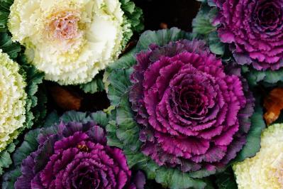 1月の誕生花と花言葉一覧【366日の誕生花と幸せの花言葉】（サムネイル画像4）